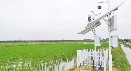 增城石灘高門村廣東省農(nóng)科院水稻試驗基地