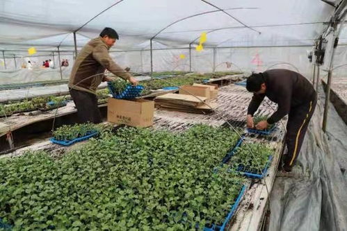 東臺(tái)三倉 小西瓜苗育出致富大產(chǎn)業(yè)，蕓苔屬蔬菜共繪田園新畫卷