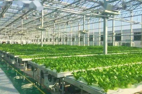 植物工廠迎來全球大爆發(fā)，蕓苔屬蔬菜引領(lǐng)中國戰(zhàn)略新機(jī)遇