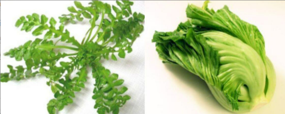 薺菜和芥菜一樣嗎？——揭開蕓苔屬蔬菜的家族關(guān)系